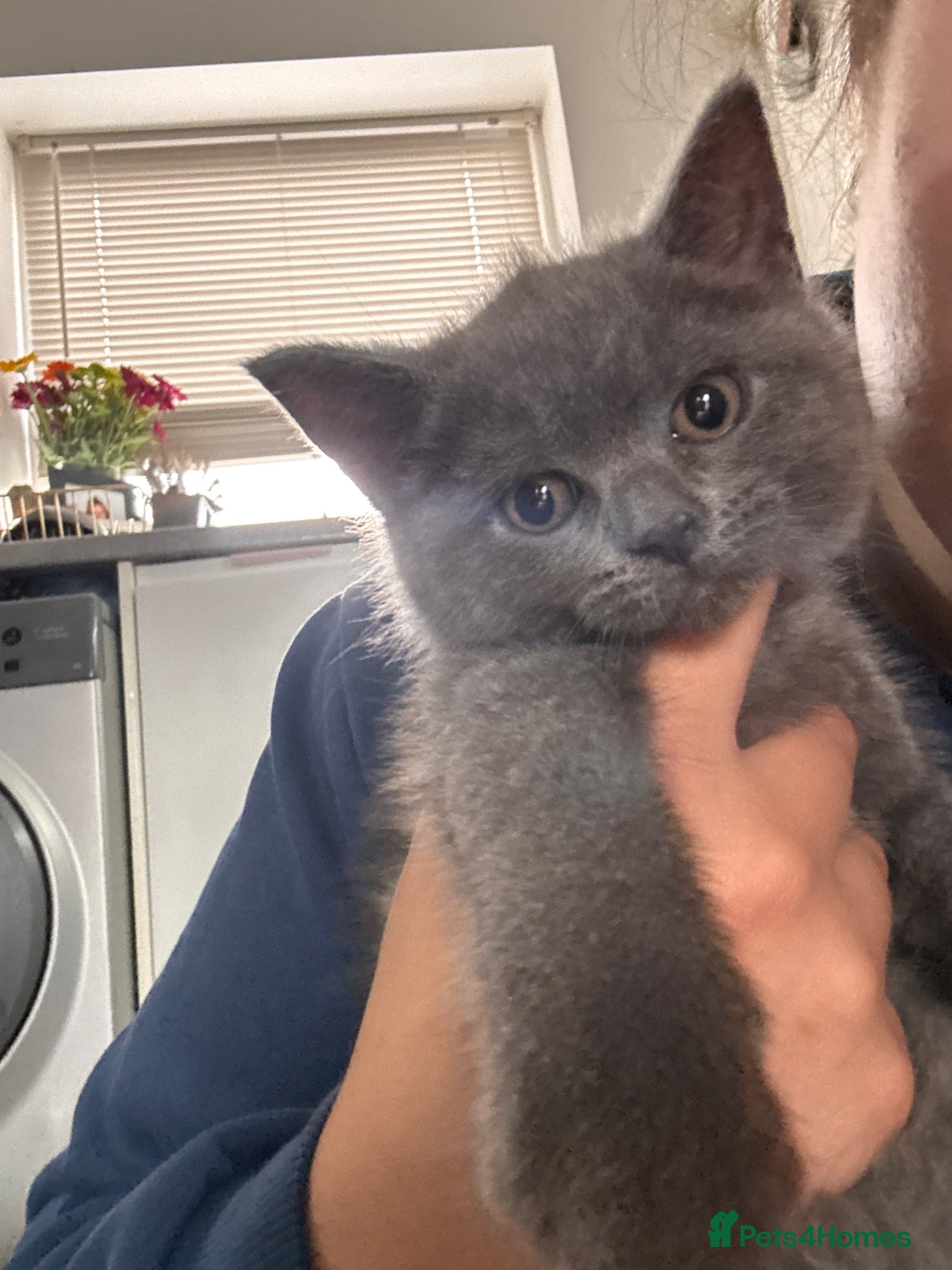 Mixed Breed cats Mixed kittens  - Advert 11