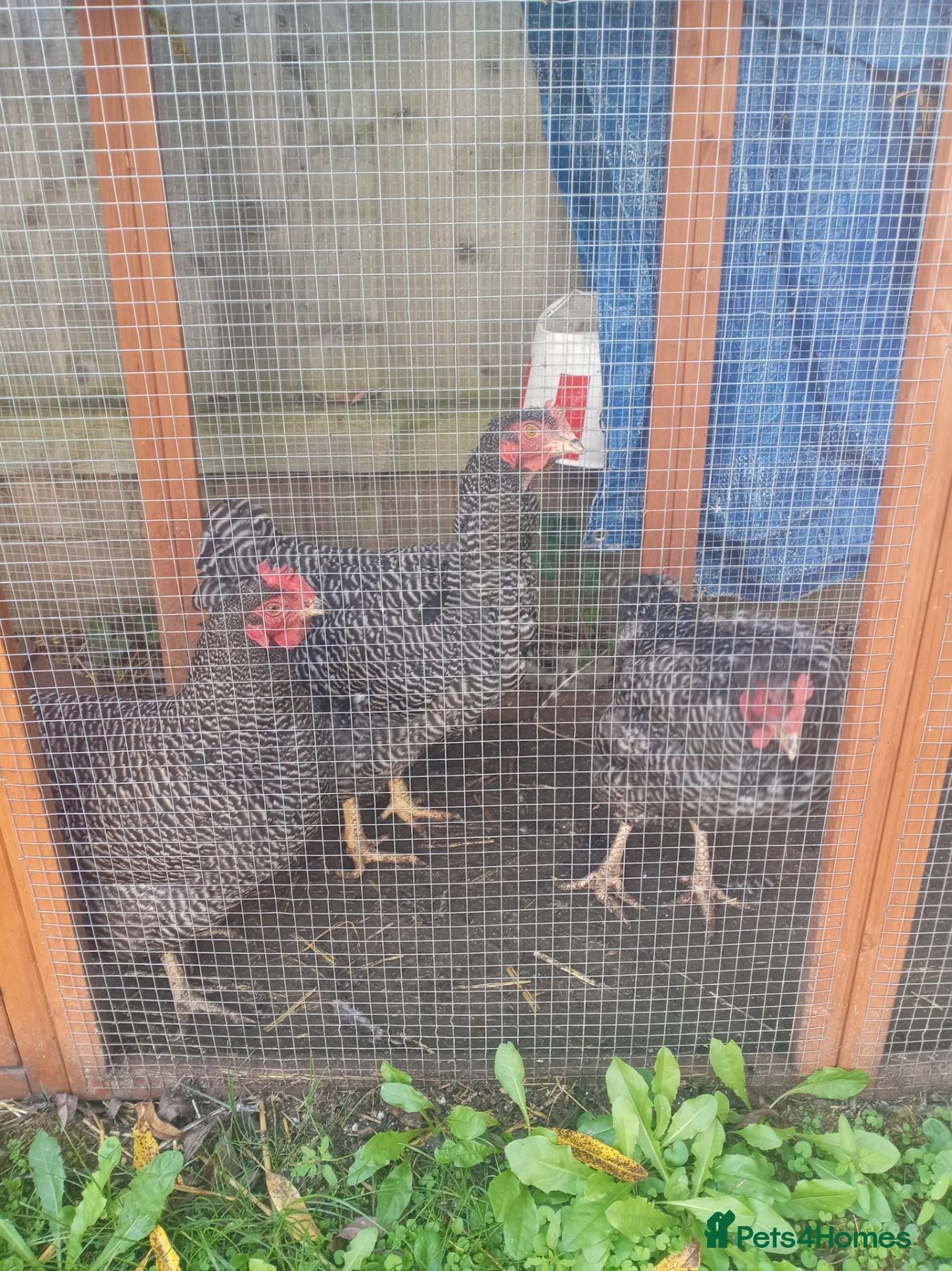 Chickens poultry Free..  - Advert 4