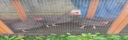 Chickens poultry for sale: Free..  - Advert 2