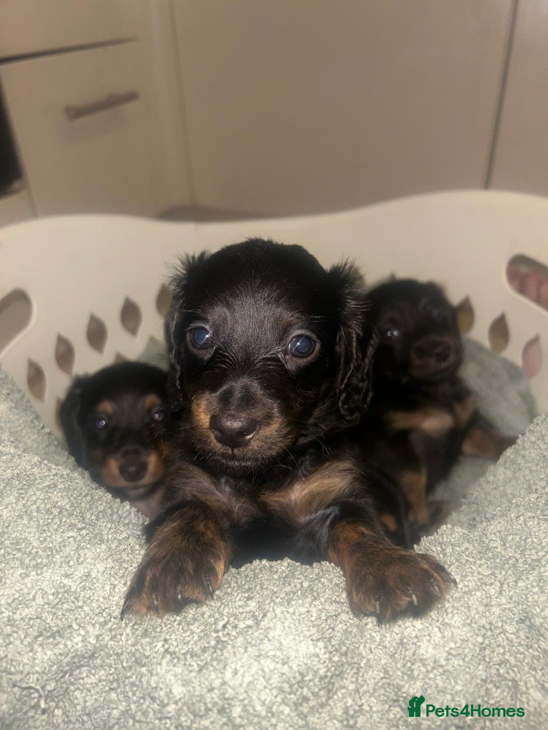 Miniature Dachshund dogs for sale: EXCEPTIONAL KC REG BRINDLE POINTED PUPS - Advert 6