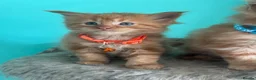 Maine Coon cats for sale: Beautiful mainecoon kittens  - Advert 9