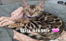 Bengal cats for sale: TICA Genetic & Health Tested Bengal Kitten Male - Image 8