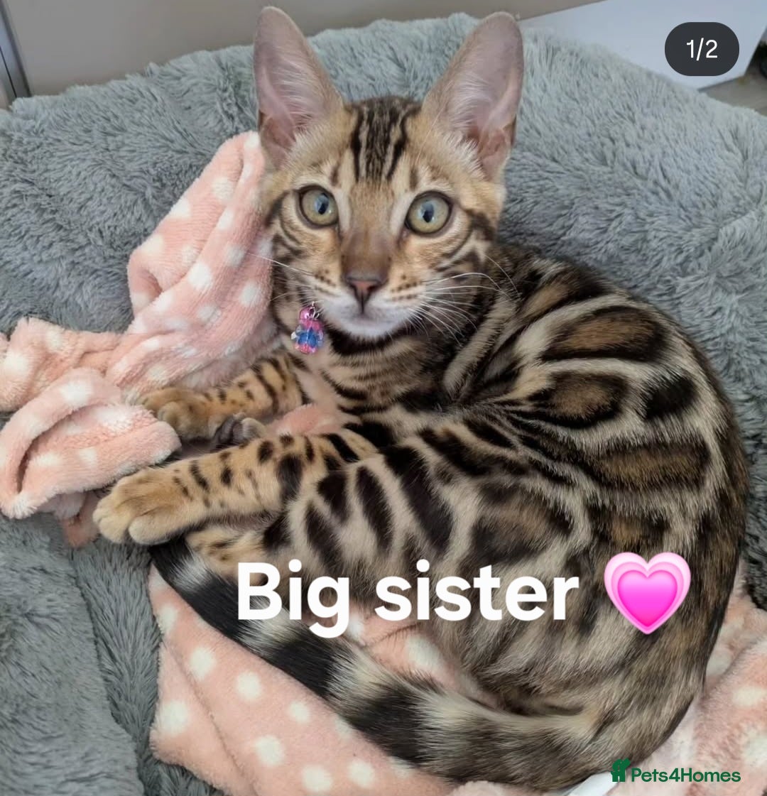Bengal cats for sale: TICA Genetic & Health Tested Bengal Kitten Male - Image 8