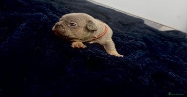 French Bulldog dogs - Advert 4
