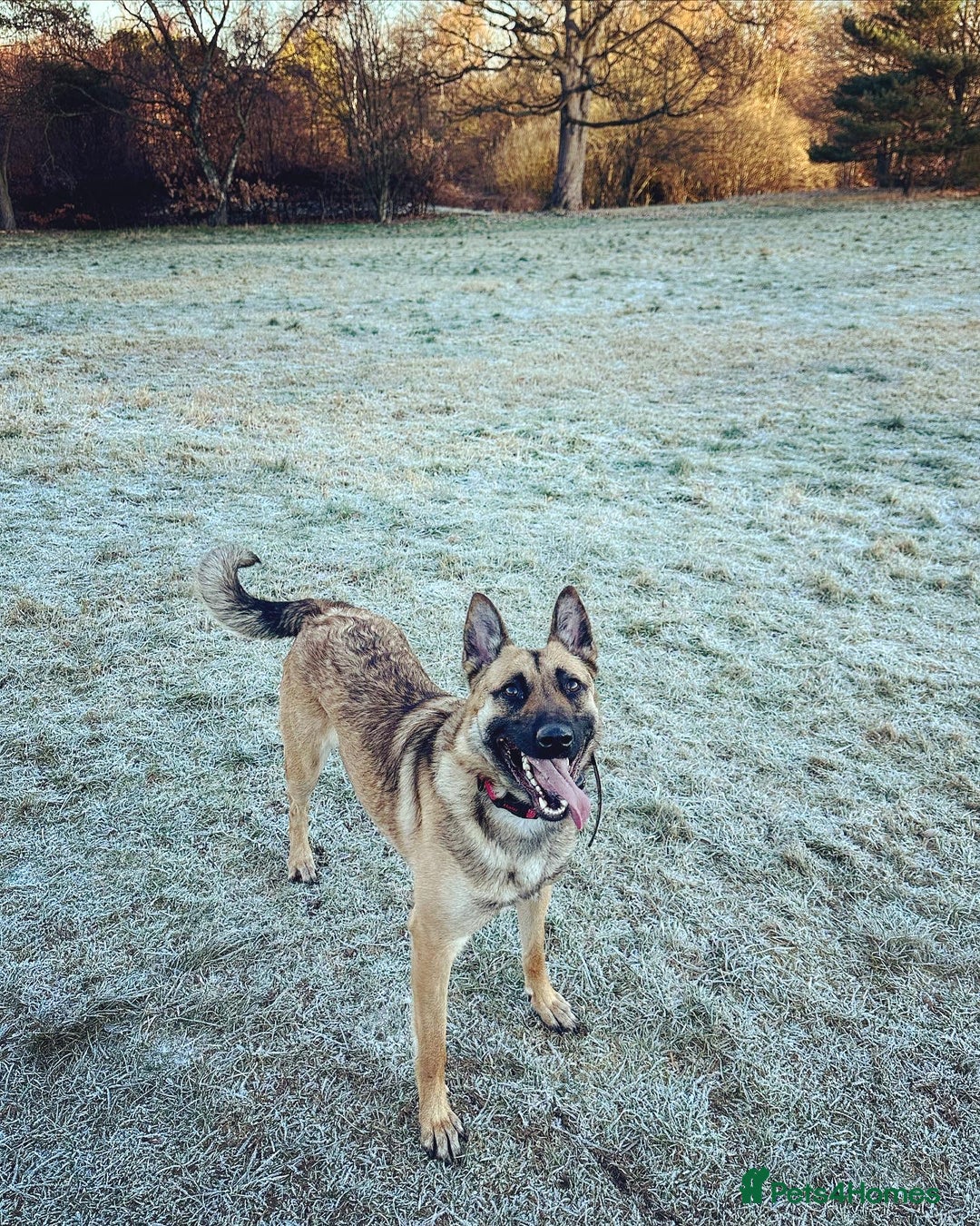 Belgian Shepherd Dog dogs for sale: Female Belgian shepherd  - Image 5