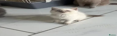 British Shorthair 2