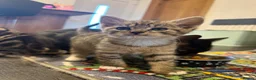 Mixed Breed cats for sale: Lovely Kittens for Sale in Trimdon Station - Advert 3