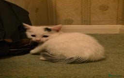 Domestic Shorthair cats for sale: 5 Super Sweet Kittens  - Image 17