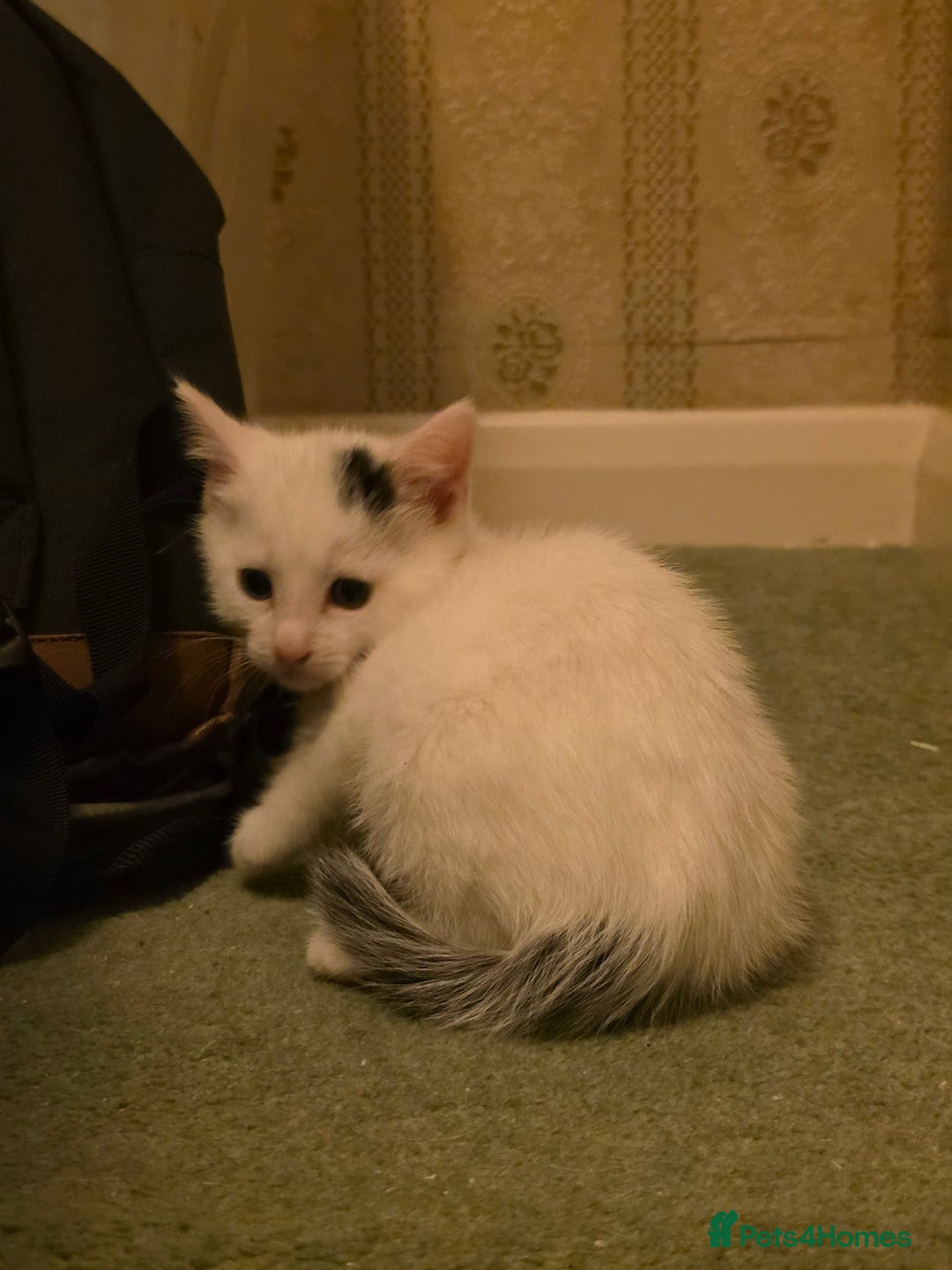 Domestic Shorthair cats for sale: 5 Super Sweet Kittens  - Image 17