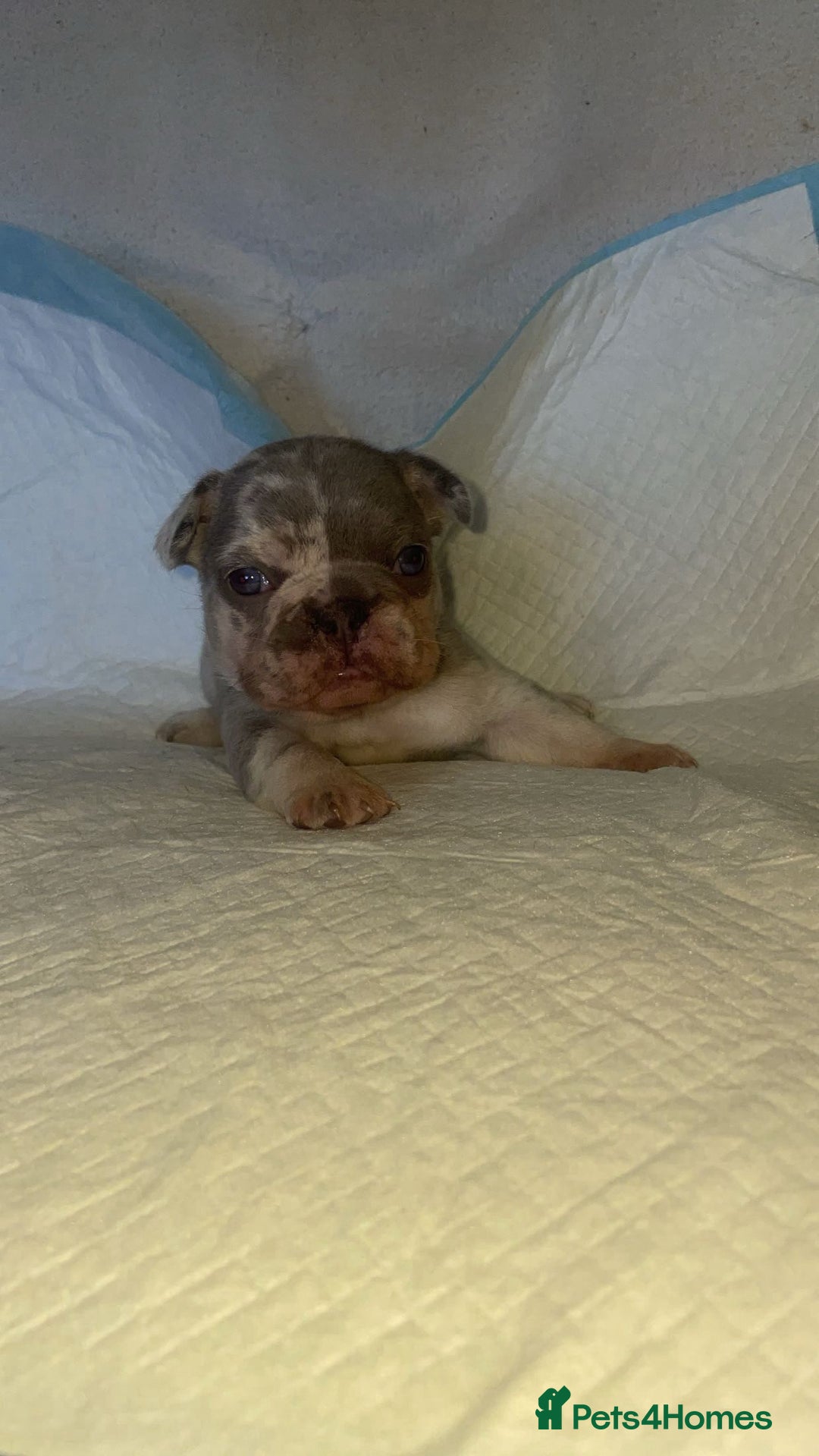 French Bulldog dogs for sale: Beautiful French Bulldog Puppies - Advert 4