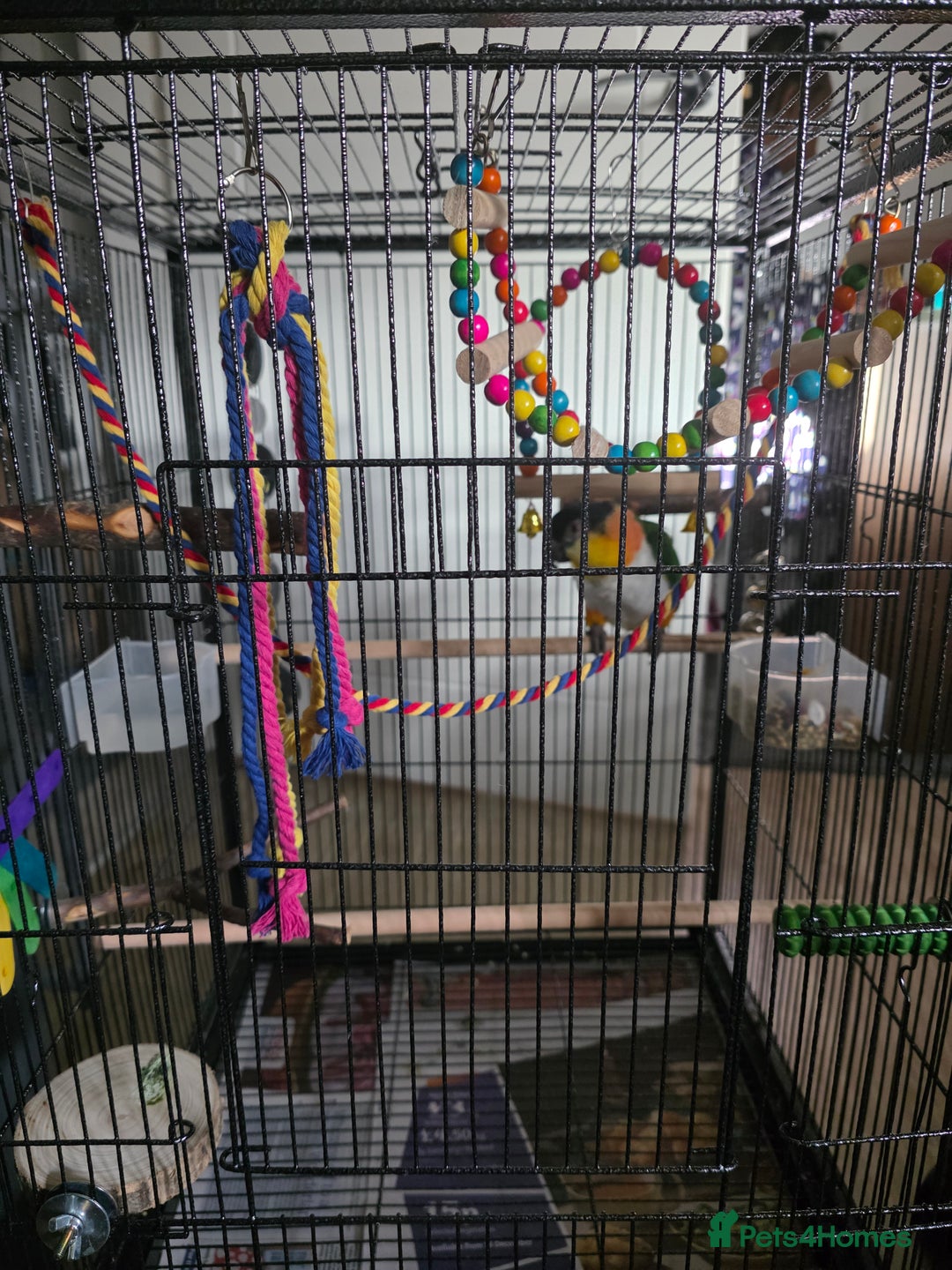 Parrots birds for sale: Pair of caiques - Advert 3