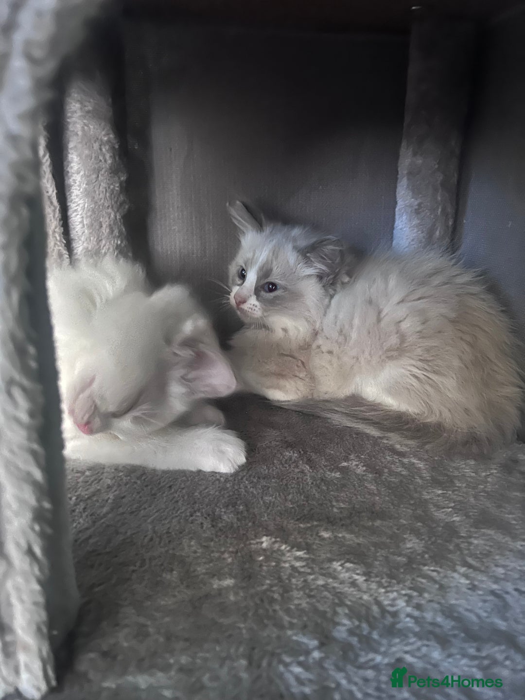 Ragdoll cats for sale: Stunning male Ragdoll kittens only 2 left - Image 28