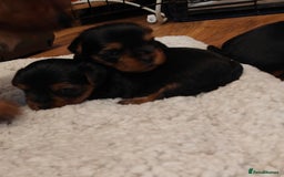 Yorkshire Terrier dogs for sale: 2 tiny Yorkshire terriers 1 male 1 female - Advert 13