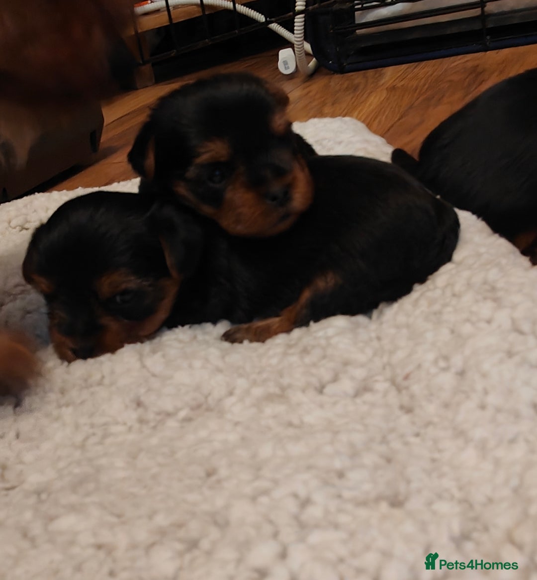 Yorkshire Terrier dogs for sale: 2 tiny Yorkshire terriers 1 male 1 female - Advert 13