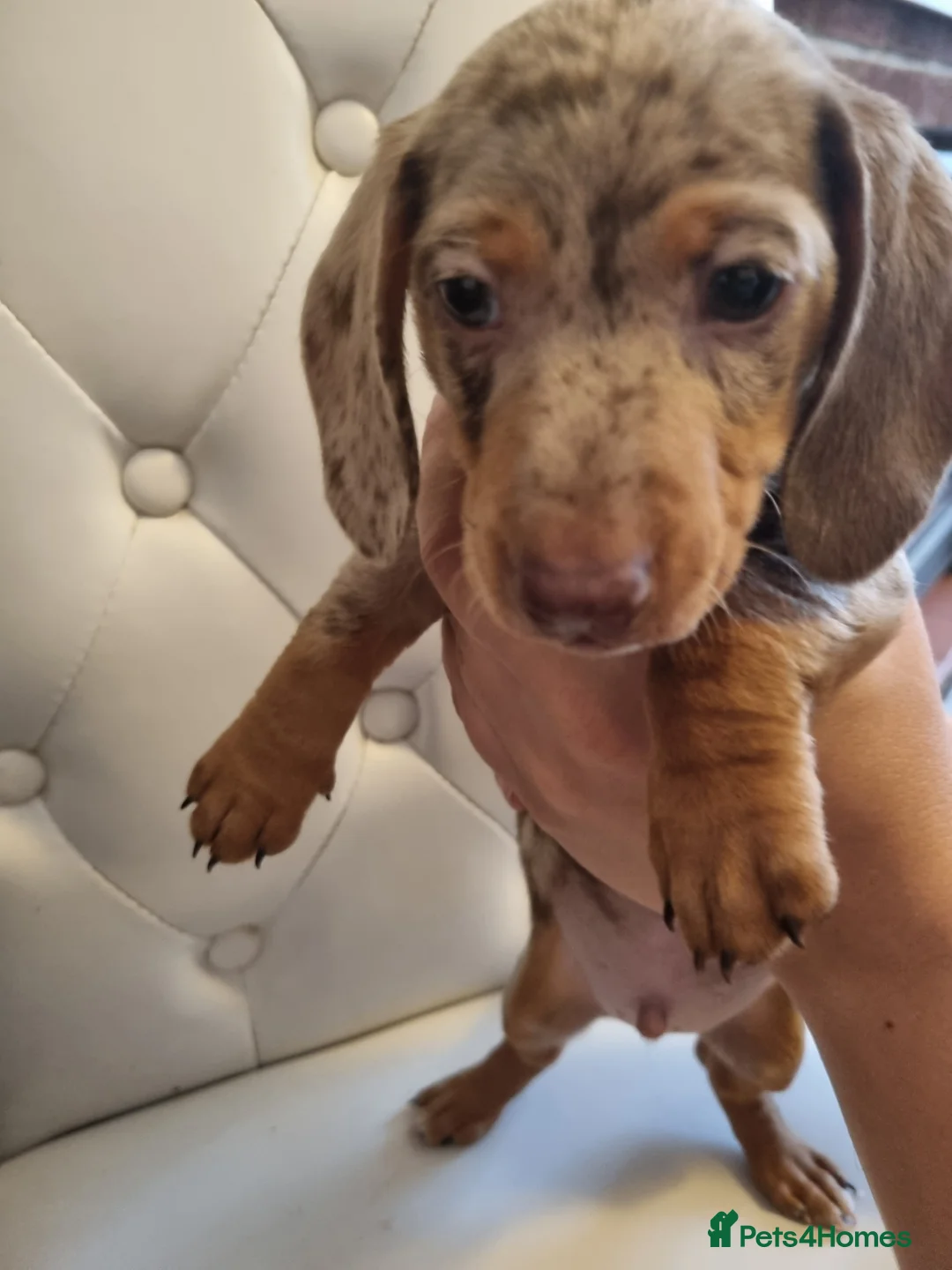 Dachshund dogs for sale: 🐾 2 Male Dachshund Puppies – 6 Weeks Old 🐾 - Advert 2