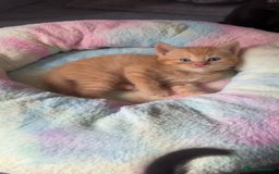 Mixed Breed cats for sale: British shorthair x kittens ready to leave mum!  - Image 10