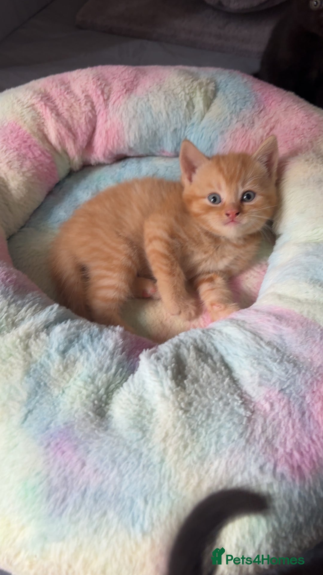 Mixed Breed cats for sale: British shorthair x kittens ready to leave mum!  - Image 10