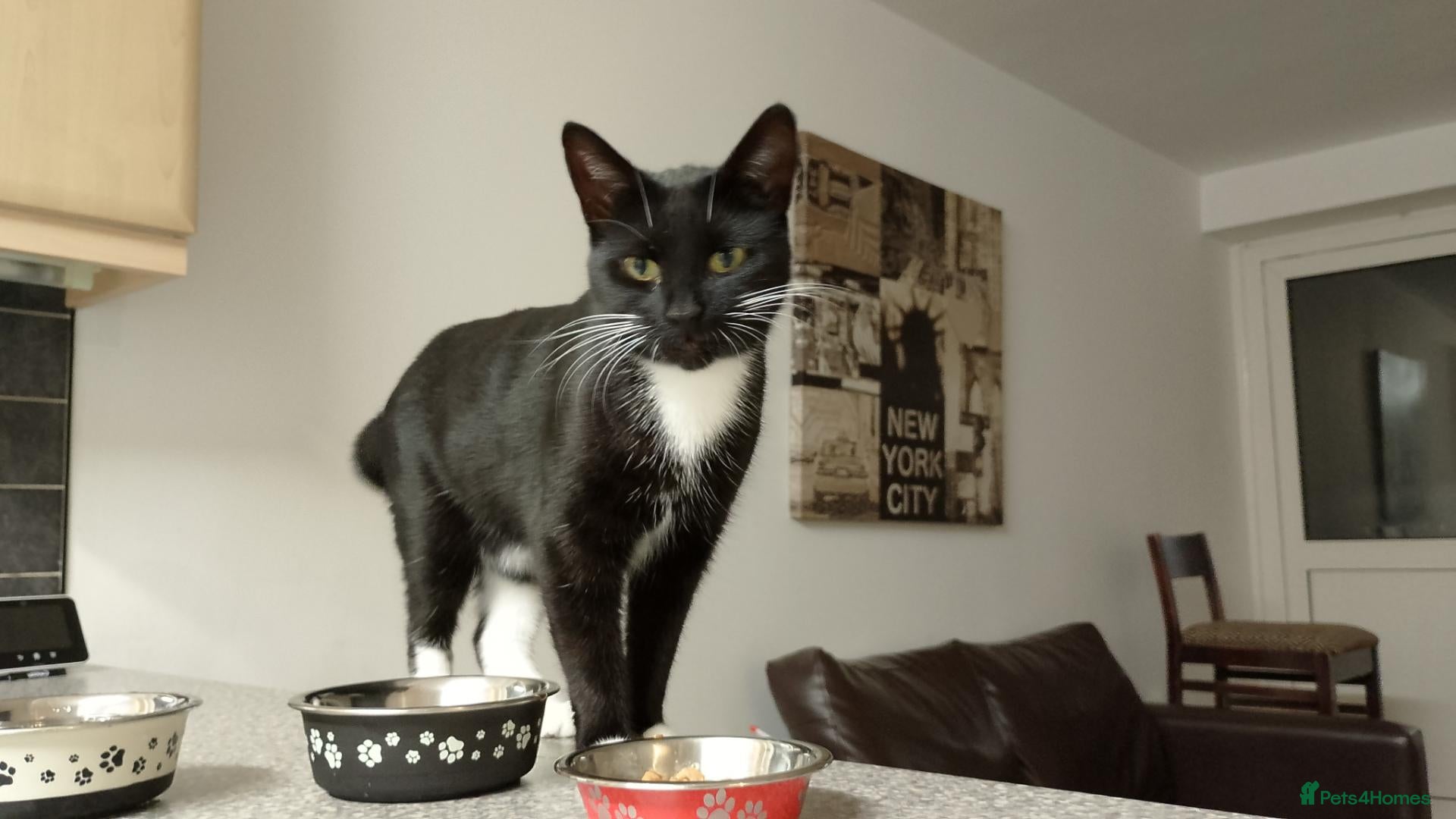 Mixed Breed cats Cuddly Luka is looking for a new cosy home - Advert 1