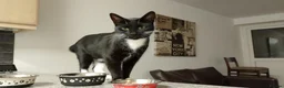 Mixed Breed cats for sale: Cuddly Luka is looking for a new cosy home in Birkenhead - Advert 1