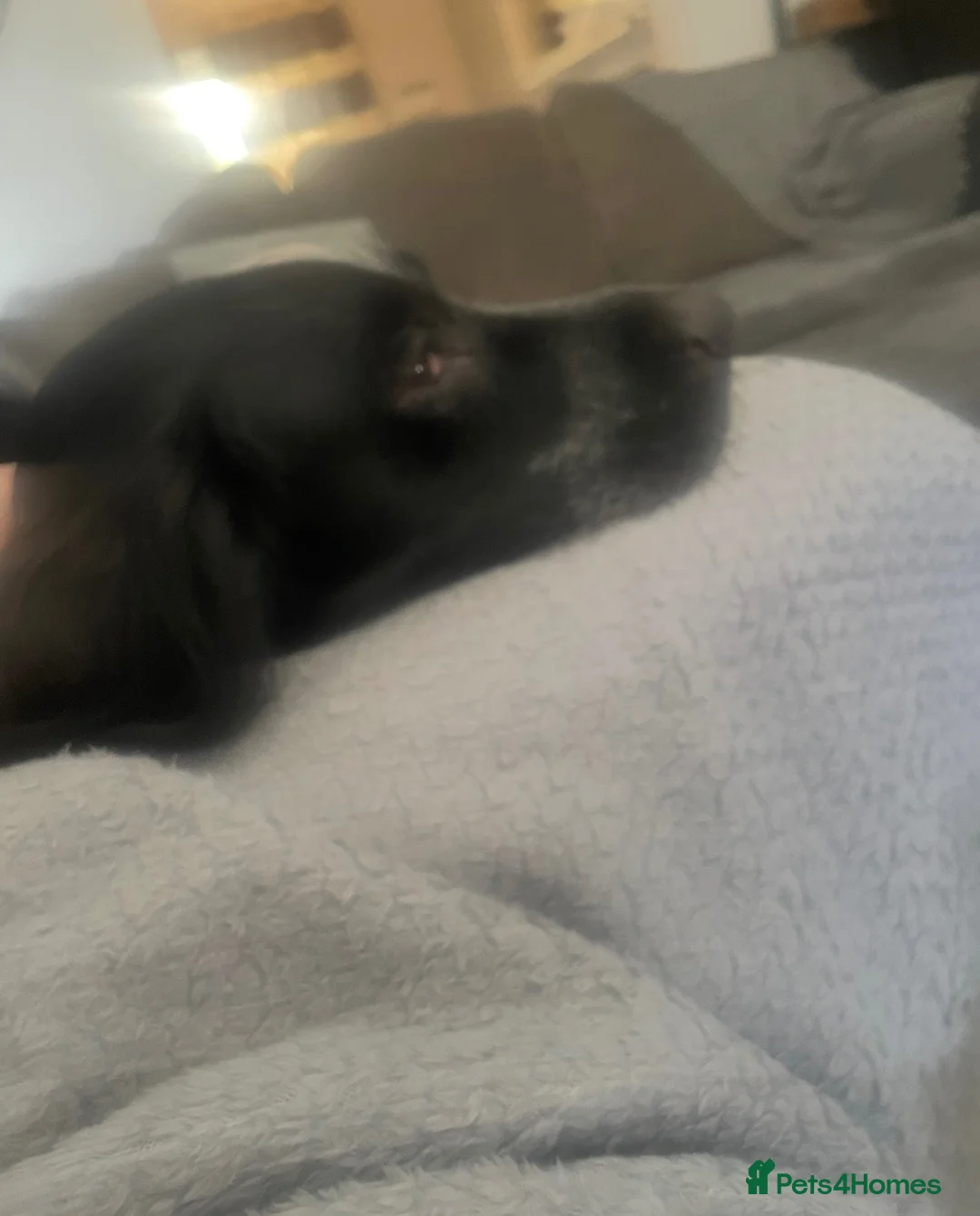 English Springer Spaniel dogs for sale: Urgently need a new home for my springer spaniel  in Neath - Advert 3
