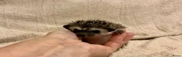 Pygmy Hedgehog rodents for sale: African Pygmy Hedgehog hoglets  - Advert 4
