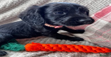 Cocker Spaniel dogs in Ty Croes - Advert 6