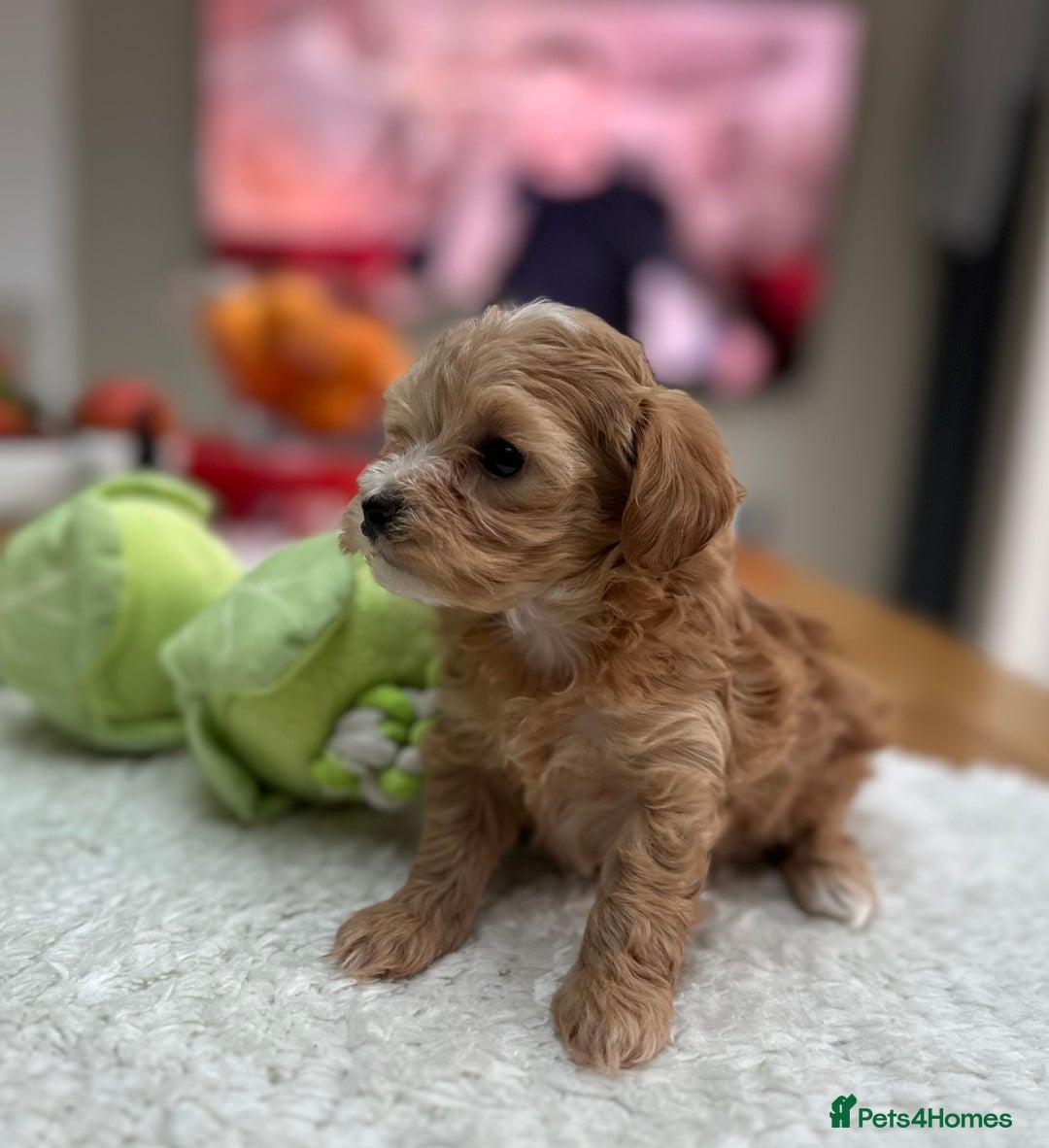 Maltipoo dogs for sale: F1 Mini Maltipoo - Advert 5
