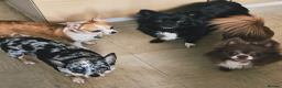 Chihuahua dogs for sale: 2 long coated chihuahua pups  - Advert 6