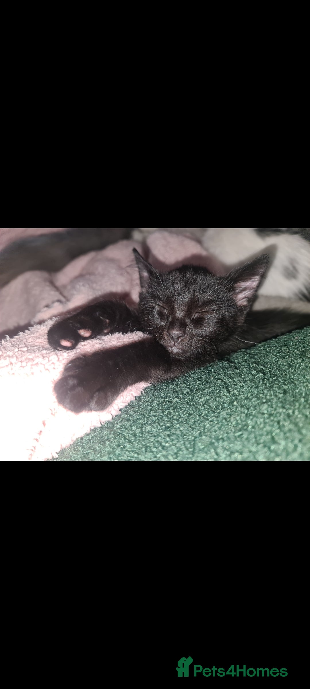 Mixed Breed cats for sale: Beautiful playing kittens  - Image 4