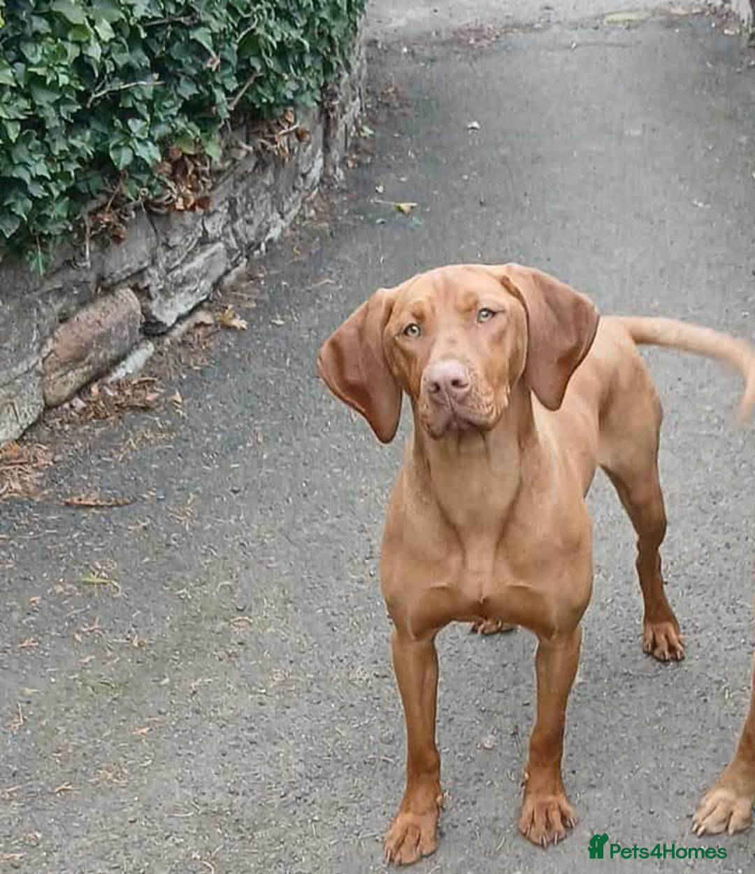 Hungarian Vizsla dogs for sale: CHAMPION SIRED KC HUNGARIAN VIZSLA BITCH - Advert 4