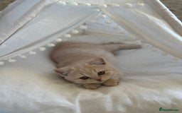 British Shorthair cats for sale: Beautiful soft teddy bears 🩷🩷only two girls left - Image 1