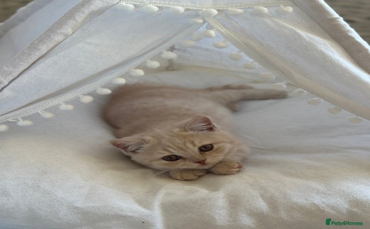 British Shorthair cats - Advert 4