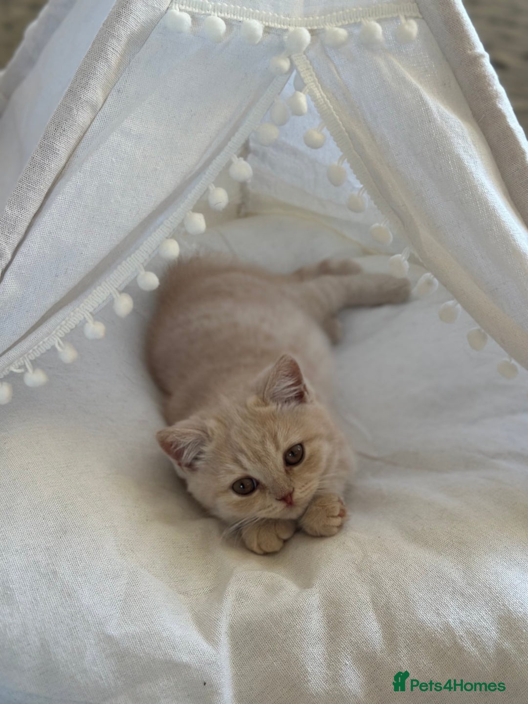 British Shorthair cats for sale: Beautiful soft teddy bears 🩷🩷only two girls left - Image 1