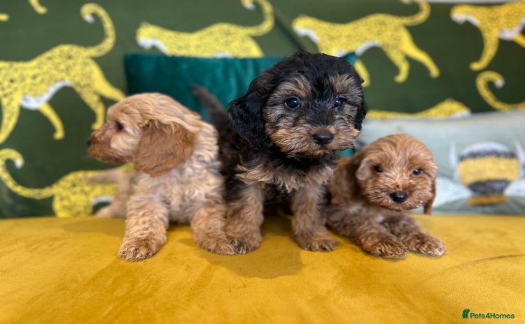 Cockapoo dogs - Advert 6