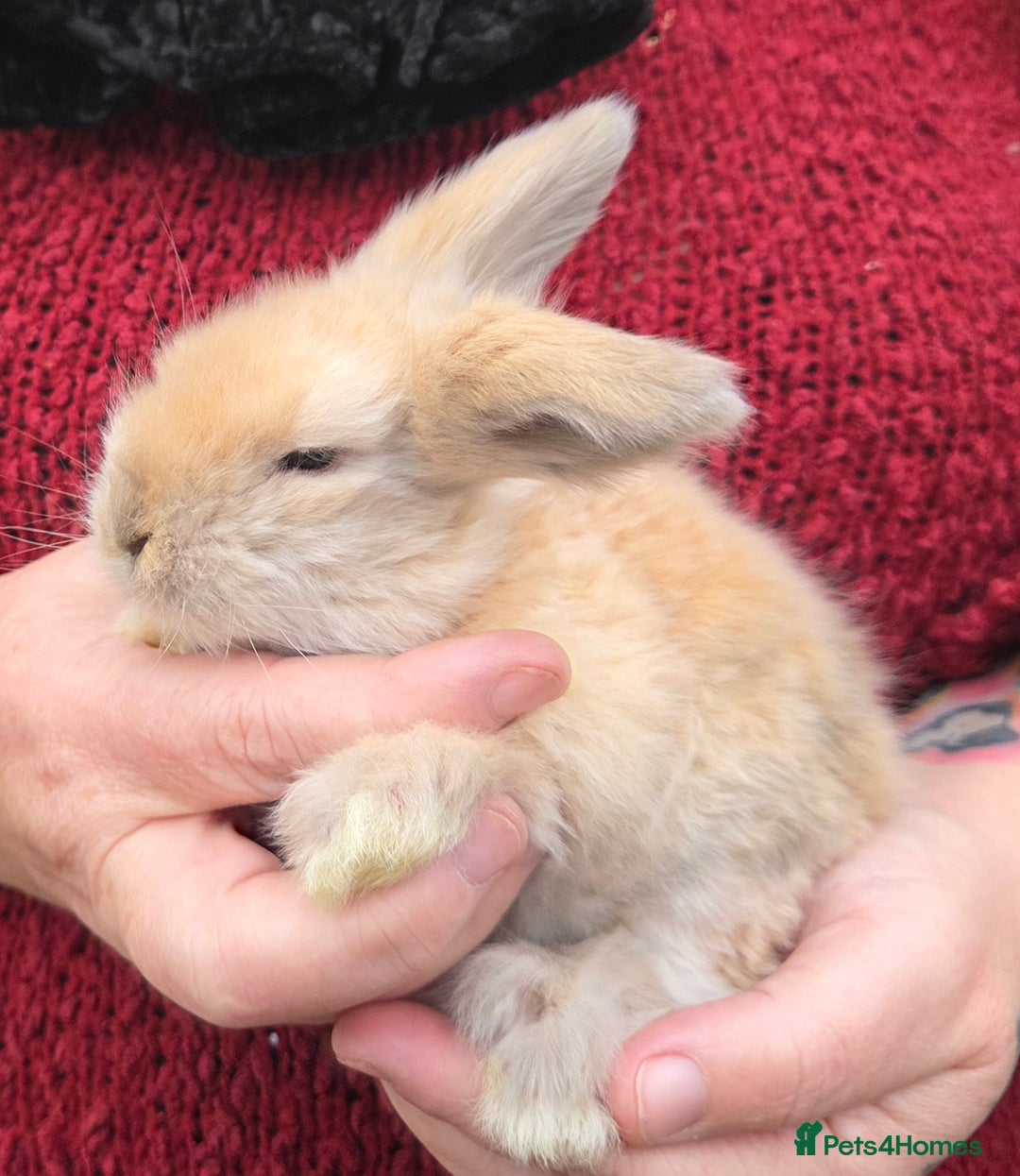 Mini Lion Lop rabbits for sale:  Male teddywidder bunnies  - Advert 27
