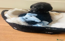 Labradoodle dogs for sale: F1 Labradoodles  - Image 14