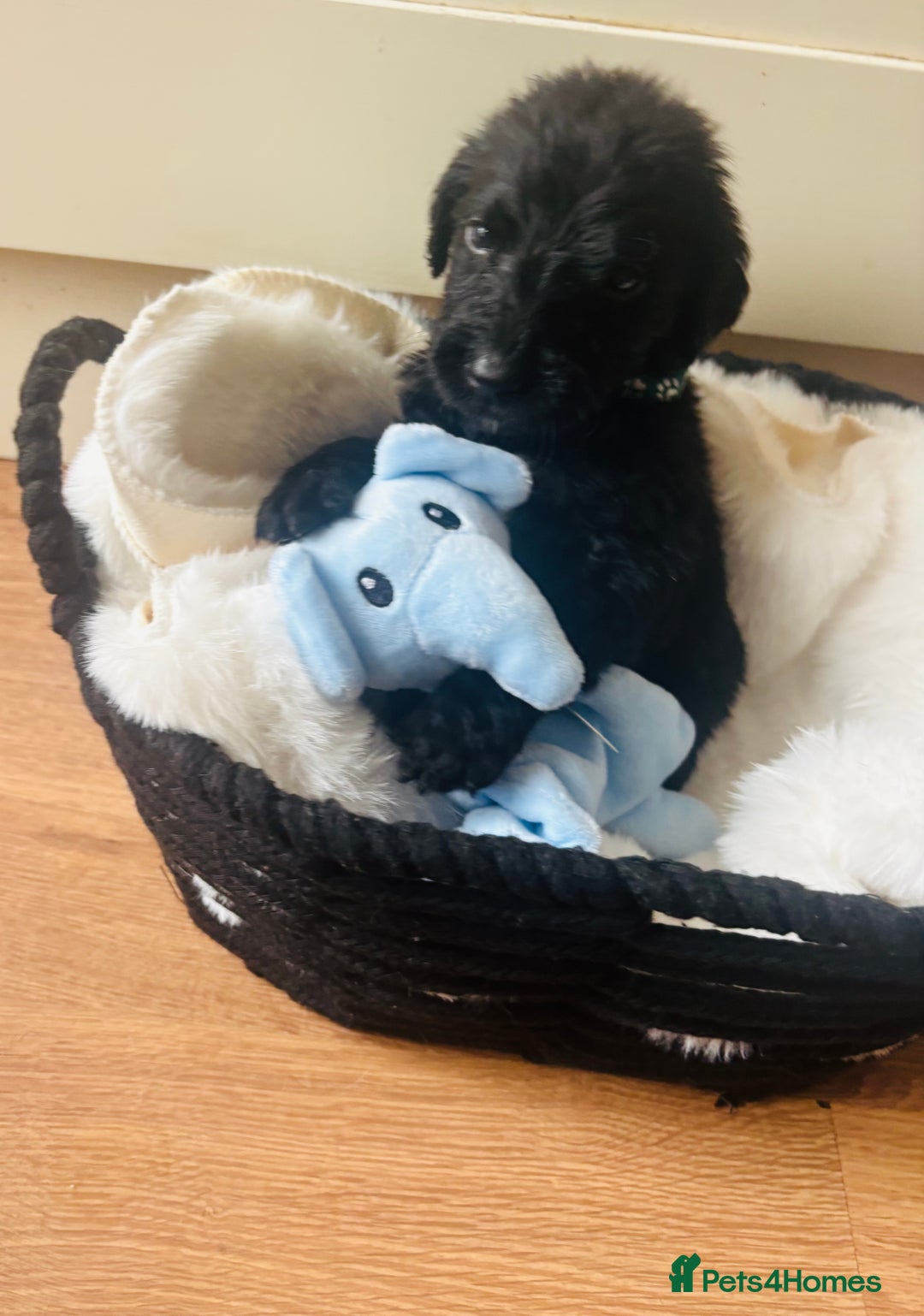 Labradoodle dogs for sale: F1 Labradoodles  - Image 14