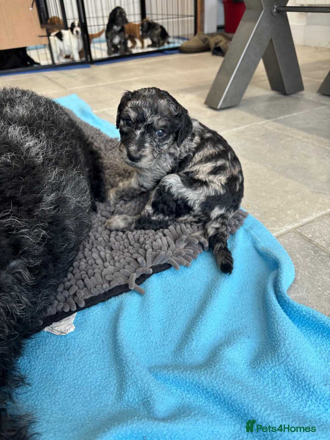 Mixed Breed dogs for sale: ✨ 2 Labradoodle x Australian Labradoodle Puppies  - Image 16