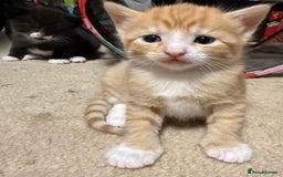 Mixed Breed cats for sale: 2 Ginger (1 m and 1 f) and 1 tuxedo male kitten - Image 3