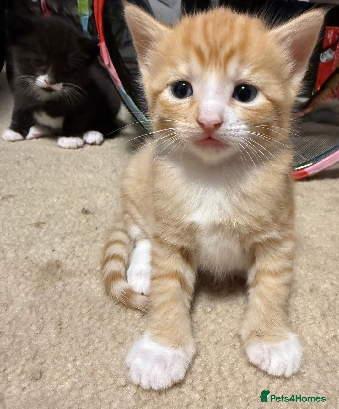 Mixed Breed cats for sale: 2 Ginger (1 m and 1 f) and 1 tuxedo male kitten - Image 3