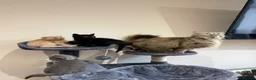 Mixed Breed cats for sale: 5 Beautiful kittens for sale  in Leeds - Advert 4