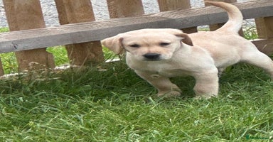Labrador Retriever dogs - Advert 1