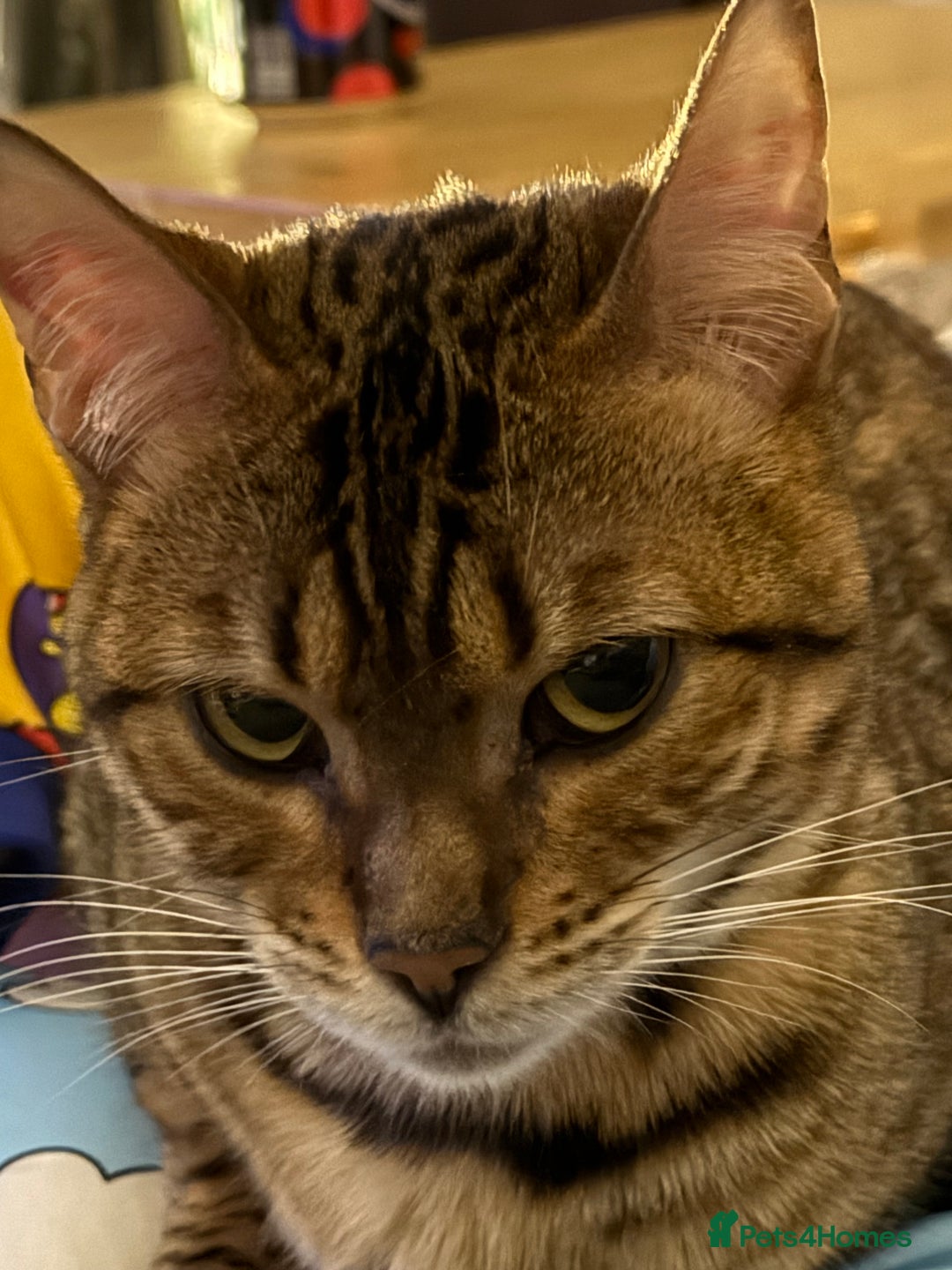 Bengal cats for sale: Beautiful female bengal needs loving new home  - Image 4