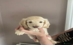 Dachshund dogs for sale: Stunning male Dachshund puppies  - Image 12