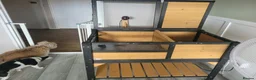 Tortoise reptiles for sale: tortoises & enclosure  in Milton Keynes - Advert 4