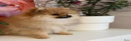 Pomeranian dogs for sale: KC Beautiful Pomeranian Puppies  - Advert 3