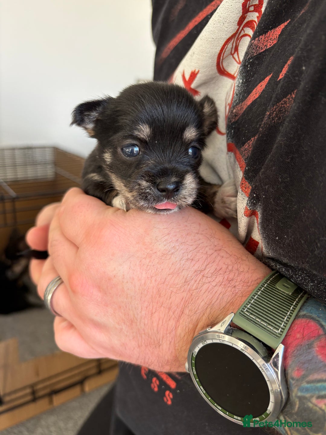 Mixed Breed dogs for sale: 5 health tested chihuahua x Lhasa female puppies - Advert 4