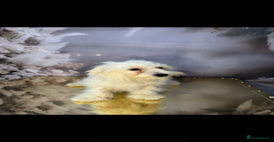 Maltipoo dogs - Advert 2
