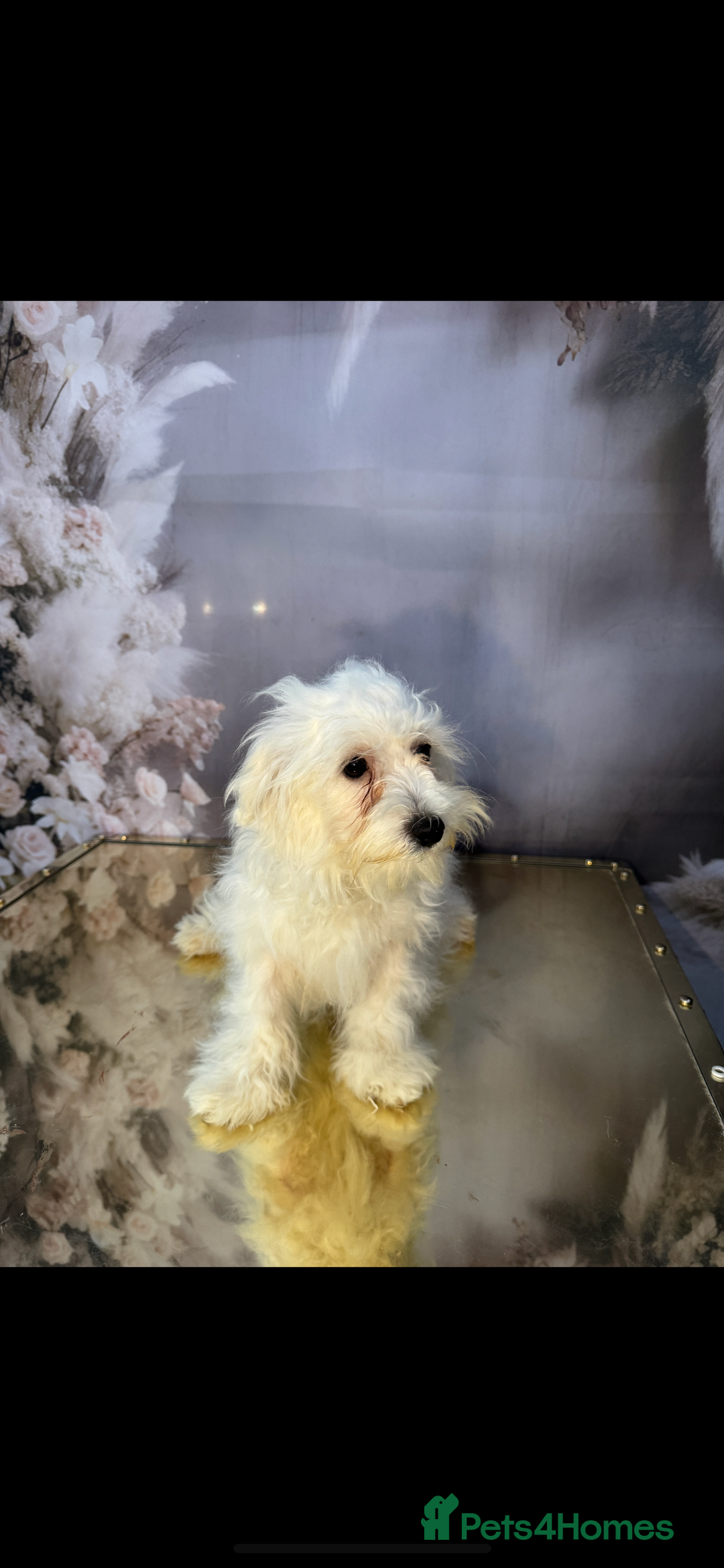 Maltipoo dogs for sale: Maltichon - Image 3