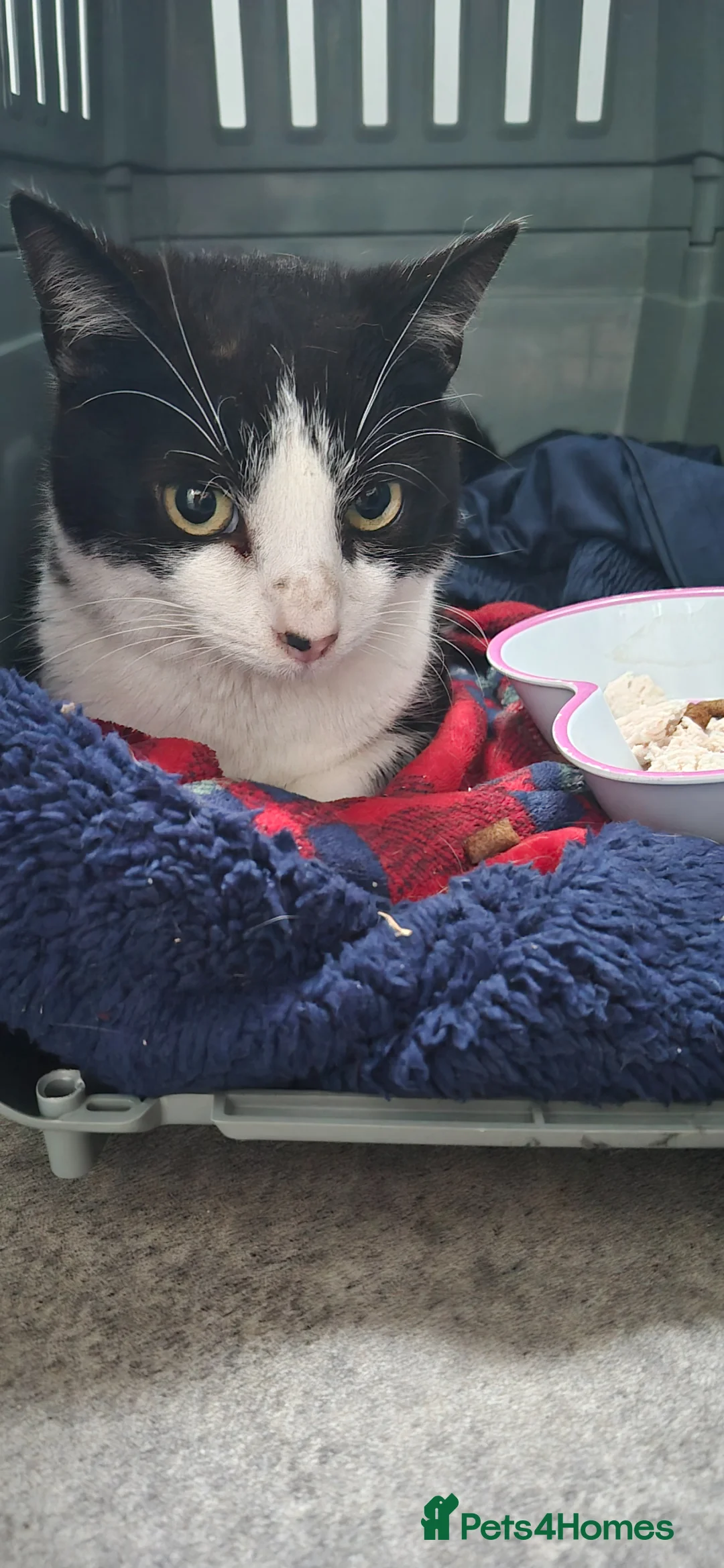 Mixed Breed cats for sale: Perfect Barn cat duo - Advert 2